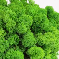 Licheni naturali stabilizati verzi 500 g, pentru decoruri si decoratiuni Licheni naturali stabilizati verzi 500 g, pentru decoruri si decoratiuni