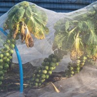 Folie Agril 3.2 x 25 m, microporoasă anti-îngheț, densitate 23 gr/mp Folie Agril 3.2 x 25 m, microporoasă anti-îngheț, densitate 23 gr/mp