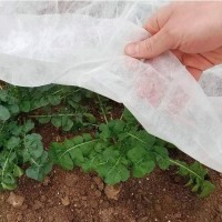 Folie Agril 3.2 x 25 m, microporoasă anti-îngheț, densitate 23 gr/mp Folie Agril 3.2 x 25 m, microporoasă anti-îngheț, densitate 23 gr/mp