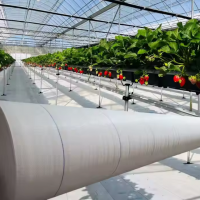 Agrotextil alb 0.80 X 50 m, 100g/m2