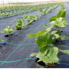 Agrotextil 1.50 m X 25 m, impiedicarea cresterii buruienilor, densitate 100g/m2