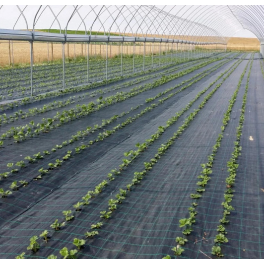 Agrotextil 3.15 m X 25 m, impiedicarea cresterii buruienilor, densitate 100g/m2