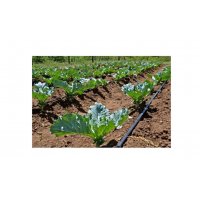 Banda de picurare, Rola de 500 m, picurare din 30 in 30 cm, 2.2l/h