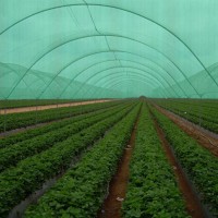 Plasa umbrire 8m x 100m, Densitate 40%, Protectie UV verde, PUS408100