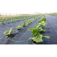 Agrotextil Plant Master, impiedicarea creșterii buruienilor Latime 2 m X Lungime 25 m