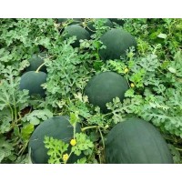 Seminte pepene verde Pamona Neagra F1, 1 plic x 1000 seminte