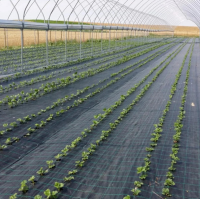 Agrotextil, Latime 3 m x Lungime 50 m, impiedicarea cresterii buruienilor