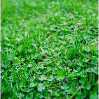 Trifoi Alb Ornamental - Nano, 1 Kg