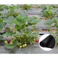 Folie mulcire 0.8 m x 50 m, neagra, neperforata pentru legume, grosime 15 microni