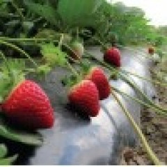 Folie mulcire neagră, 20 microni grosime, neperforata 6.2m lățime x  250m lungime, Import Grecia