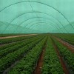 Plasă 35% Umbrire, 1 m latime x 100 m lungime , cu ochiuri de prindere, IMPORT ITALIA