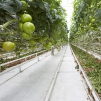 Folie agrotextil alba 5.15m latime x 100 m lungime,100 g/mp