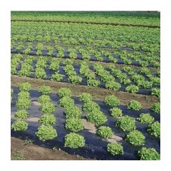 Folie mulcire neagra perforata zig zag (30x15), 30 microni, dimensiuni 1.2x500 metri