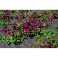 Folie microporoasa neagra pentru mulcire, 50 g/mp, 2 m latime, 50 m lungime