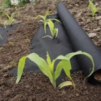 Folie microporoasa neagra pentru mulcire, 50 g/mp, 2 m latime, 50 m lungime