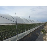 Folie solar Polityv PoliEco,180 microni 14.5 latime x 15 m lungime,Import Israel