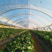 Folie solar Polityv PoliEco,180 microni 15 latime x 15 m lungime,Import Israel Folie solar Polityv PoliEco,180 microni 15 latime x 15 m lungime,Import Israel