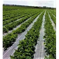 Folie Agrotextil 1.6 m Latime x 50 m lungime, AntiBuruieni, 100 gr/mp densitate