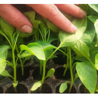 Tava alveolara 45 celule pentru rasaduri de legume si flori, 1 set x 10 bucati