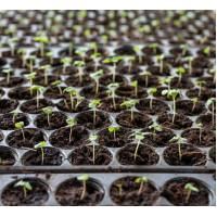 Tava alveolara 45 celule pentru rasaduri de legume si flori, 1 set x 10 bucati