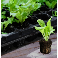 Alveole 70 celule 1 set x 10 bucati, utilizate pentru semanarea si producerea rasadului