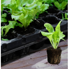 Alveole 32 celule 1 set x 10 bucati, utilizate pentru semanarea si producerea rasadului