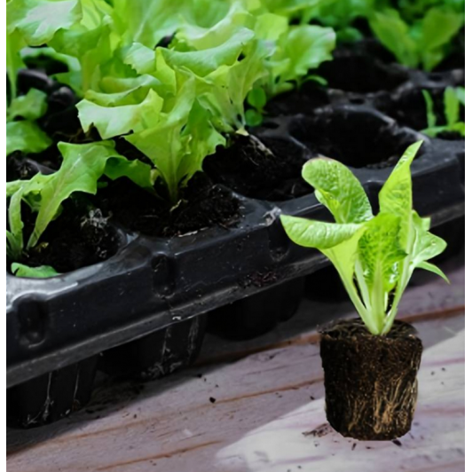 Alveole 32 celule 1 set x 10 bucati, utilizate pentru semanarea si producerea rasadului