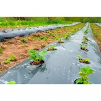 Folie mulcire capsuni/legume perforata in zig-zag, 1.2m x 50m lungime , 50 microni ,negru – Punga Folie mulcire capsuni/legume perforata in zig-zag, 1.2m x 50m lungime , 50 microni ,negru – Punga