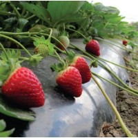 Folie mulcire capsuni/legume perforata in zig-zag, 1.2m x 50m lungime , 50 microni ,negru – Punga Folie mulcire capsuni/legume perforata in zig-zag, 1.2m x 50m lungime , 50 microni ,negru – Punga