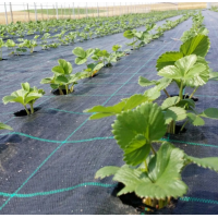 Folie Agrotextil 1.2 m Latime x 100 m lungime, AntiBuruieni, 100gr/mp densitate Folie Agrotextil 1.2 m Latime x 100 m lungime, AntiBuruieni, 100gr/mp densitate