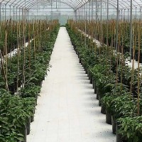 Folie alba 2.07 x 100 m lungime, agrotextil antiburuieni, densitate 100 g/mp, calitate premium