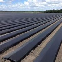 Folie mulcire neagra biodegradabila neperforata, 15 microni grosime, 1.6m latime x 20m lungime