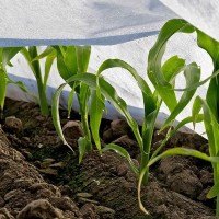 Folie microporoasa agril, 17 gr/mp, 1.6m x 10m lungime, punga