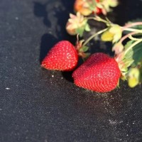 Folie microporoasa neagra pentru mulcire, 50 g/mp, 3.2m x 10m lungime, rola