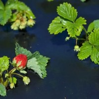 Folie microporoasa neagra pentru mulcire, 50 g/mp, 3.2m x 10m lungime, rola