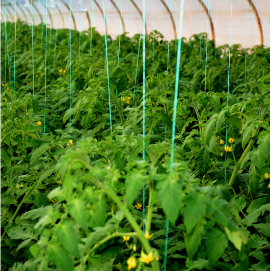 Ata pentru palisat 2400 m, sfoara legume, rosii pentru palisat, 2 kg/rola