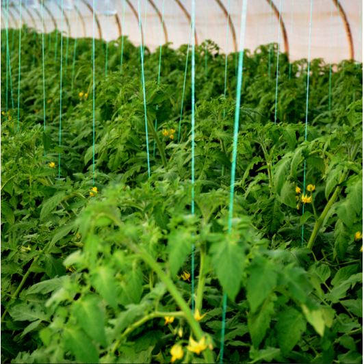 Ata pentru palisat 2400 m, sfoara legume, rosii pentru palisat, 2 kg/rola