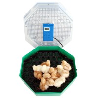 Incubator electric pentru oua cu dispozitiv de intoarcere, termometru si termohigrometru, Cleo, mode