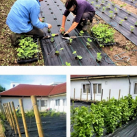 Folie antiburuieni 1 x 20 m lungime, polipropilena, tesuta, greutate 100 g/m2, calitate