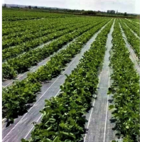 Folie antiburuieni 1,5 x 25 m lungime, polipropilena, tesuta, greutate 100 g/m2, calitate