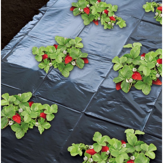 Folie mulcire 1,4 m x 50 m, perforata, grosime 30 microni,distanta intre perforatii:30x30 cm