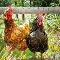 Plasa Rabitz Zn plastifiata 1X10 m - 3/4'' (19 MM) X 1.0/0.6 MM