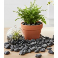 Pietris decorativ, finisat, negru-gri cu detalii albe, 1kg Pietris decorativ, finisat, negru-gri cu detalii albe, 1kg