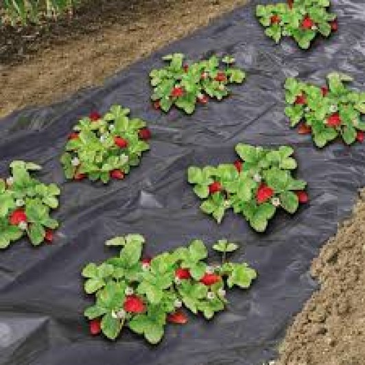 Folie mulcire 0 8 m x 100 m lungime pachet neagra neperforata pentru legume 15 microni