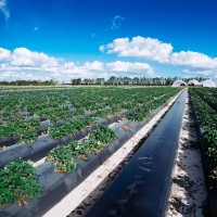 Folie mulcire 0 8 m x 100 m lungime pachet neagra neperforata pentru legume 15 microni