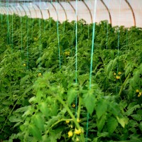 1 + 1 Gratis: Sfoara bobina, pentru palisat legume, verde, fir rasucit, 1800 metri fiecare